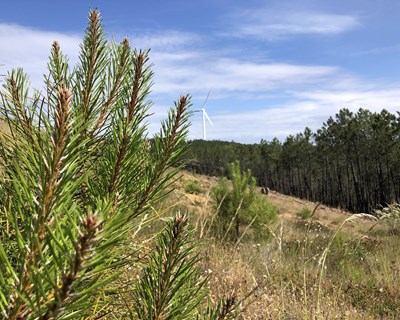 Centro PINUS divulga ”Síntese do conhecimento sobre biodiversidade em pinhal-bravo”