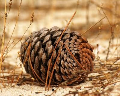 Centro PINUS divulga situação da fileira do pinho em 2015