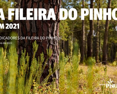Centro PINUS publica os Indicadores da Fileira do Pinho 2021