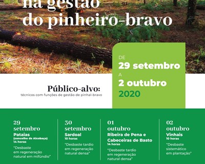 Centro PINUS realiza semana de campo sobre os desbastes na gestão do pinheiro-bravo