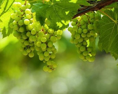 Centro: vinhos da região conseguem apoios de €3 milhões do FEDER