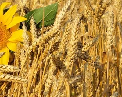 Cereais: CERSUL comemora 25 anos