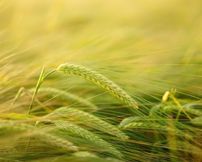 Cereais do Alentejo promove a escolha por produtos nacionais e mais sustentáveis