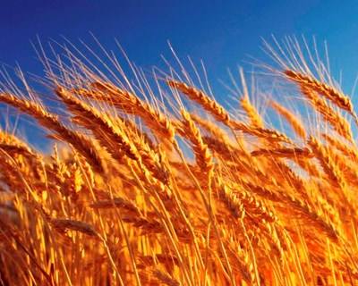 Cereais: produção mundial cresce