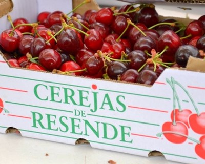 Cereja de Resende promove-se em Gaia