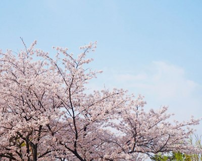 Cerejeiras em Flor pintam de branco o concelho Fundão