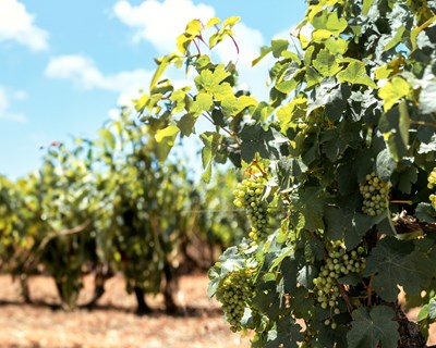 Certificação da maior vinha algarvia em regime biológico reforça visão do Morgado do Quintão para a sustentabilidade do Algarve
