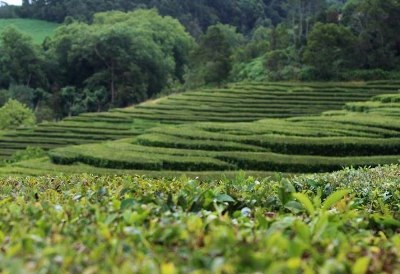 Chá branco dos Açores desperta interesse de apreciadores de todo o mundo