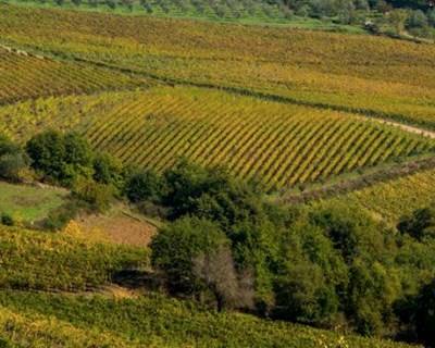 Chegou a prova: quanto maior a diversidade vegetal melhor o funcionamento dos ecossistemas
