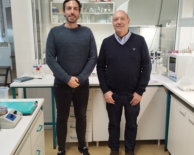 Cientistas da UC criam produto à base de resíduos florestais e fungos que pode ser usado na construção