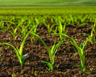 Cimeira Nacional de Agricultura 2018 chega a 29 de outubro