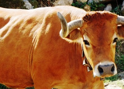 Cinfães: autarquia apoia 340 criadores de raça arouquesa