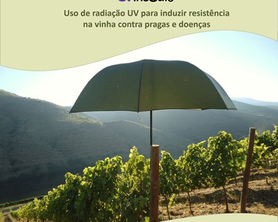 CITAB aposta em radiação UV-C nas vinhas do Douro