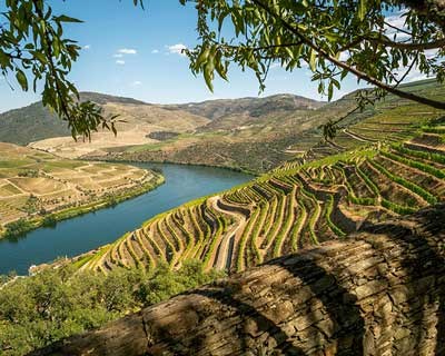 CNA e AVADOURIENSE reclamam que Governo faça chegar verba disponível à Região Demarcada do Douro