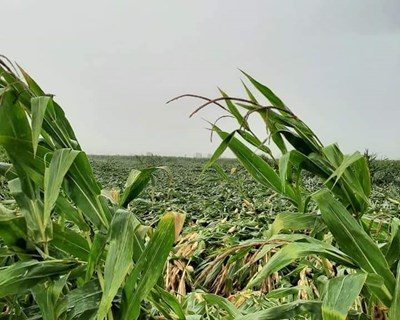 CNA exige ajuda para agricultores afetados pelo mau tempo