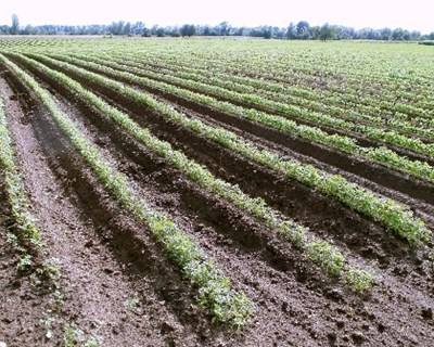 CNA exige nova política florestal e agroalimentar
