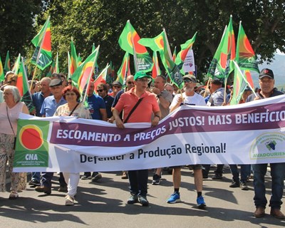 CNA: "Grandiosa Manifestação por dignidade e vida justa para os viticultores durienses"
