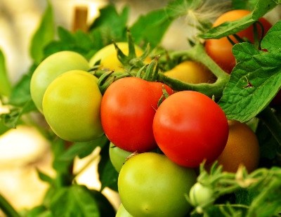CNA reclama ao Governo celeridade nas ajudas prometidas aos agricultores