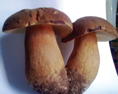 Cogumelos silvestres e a micorrização dos ecossistemas