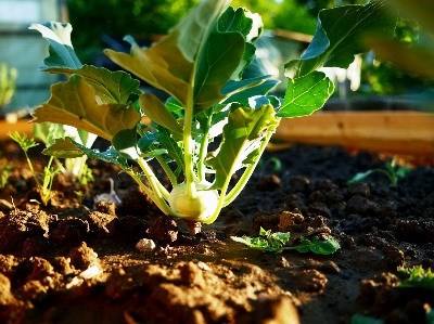Coimbra debate “Direito da Agricultura e da Produção Agroindustrial”