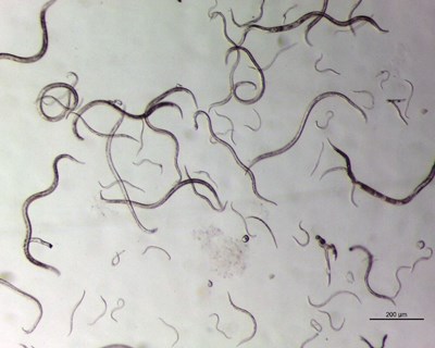 Coimbra: descobertas proteínas envolvidas na patogenicidade do nemátode da madeira do pinheiro