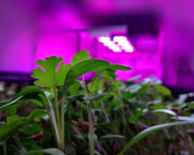 Coimbra: startup mostra que a agricultura também se faz com código e sensores