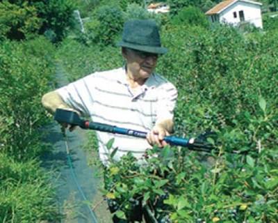 Colheita mecânica de mirtilo