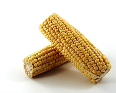 Colóquio Nacional do Milho apresenta Estratégia Nacional para a Promoção da Produção de Cereais