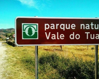 Combate a pragas no Tua com morcegos apresenta resultados acima dos esperados