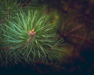 Comissão Europeia adota novas medidas contra a Xylella fastidiosa