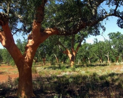Comissão Europeia cria Pacto Ecológico Europeu