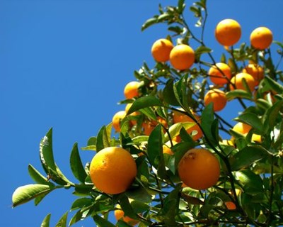 Comissão Europeia pondera avançar com medidas para simplificar o "Greening"
