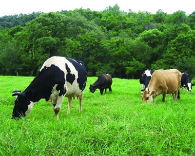 Comissão Europeia publica balanço da UE em proteínas alimentares para 2019/20