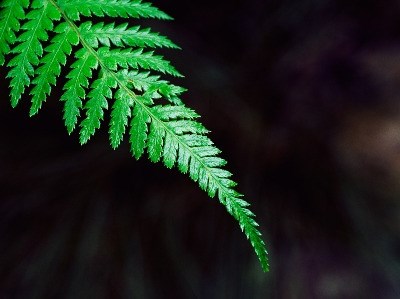 Comissão Europeia publica Guia sobre Greening para 2016