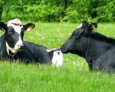 Comissão Europeia realiza inquérito sobre bem-estar animal em 2015
