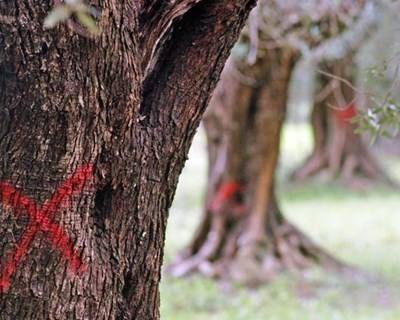 Comissão Europeia reforça medidas contra a Xylella fastidiosa