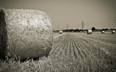 Comissário Europeu da Agricultura insiste: é preciso simplificar a PAC