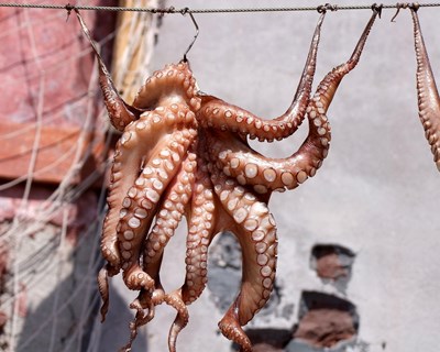 Comité de cogestão para a pesca do polvo no Algarve oficialmente criado