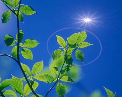 Como é que as plantas detectam o oxigénio?