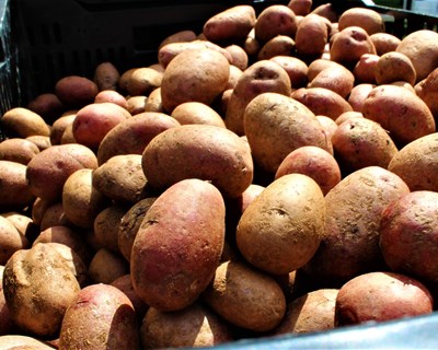 Como escolher a batata certa?