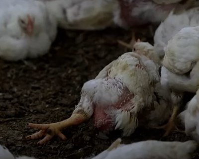 Comunicado sobre a resposta da Ordem dos Veterinários ao programa “Prova dos Factos - Aviários em Portugal podem ter práticas ilegais”