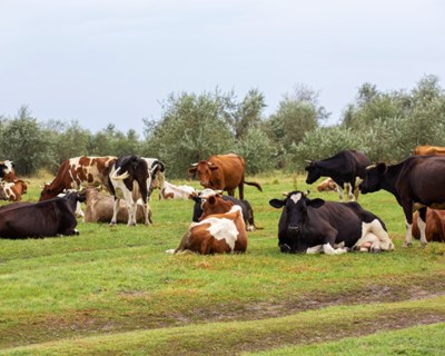 "Concentração pelo Mundo Rural" realiza-se em Lisboa a 5 de junho