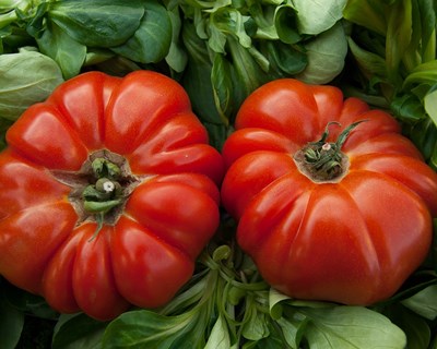 Concurso promove tomate coração de boi das quintas do Douro