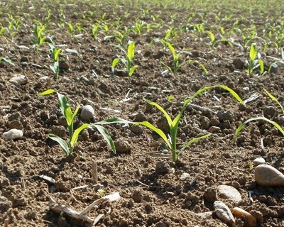 CONFAGRI alerta agricultores sobre os apoios ao rendimento