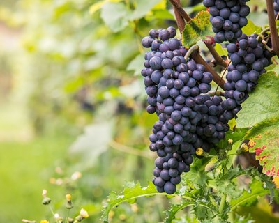 Conferência ANCEVE sobre Álcool e Saúde, Novas regras de rotulagem das bebidas alcoólicas, Sustentabilidade e Valores Ponto Verde 2024