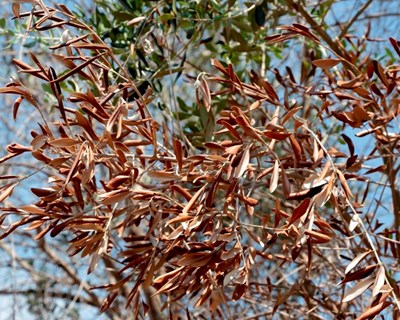 Conferência europeia sobre Xylella fastidiosa em Palma de Maiorca