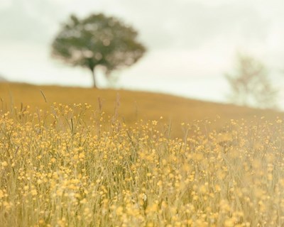 Conferência internacional sobre as Bio-Regiões em Torres Vedras