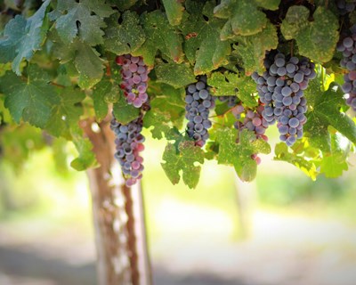 Conferência internacional sobre protecção integrada em Viticultura acontece em novembro