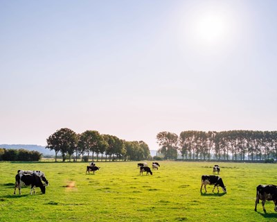 Confusão na certificação em bem-estar animal