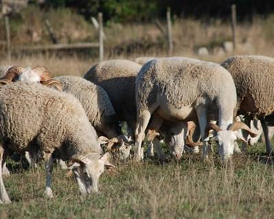 Congresso Ibérico de Raças Autóctones chega em novembro à UTAD